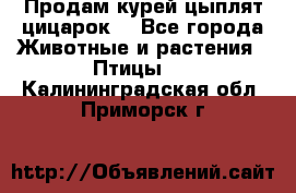 Продам курей цыплят,цицарок. - Все города Животные и растения » Птицы   . Калининградская обл.,Приморск г.